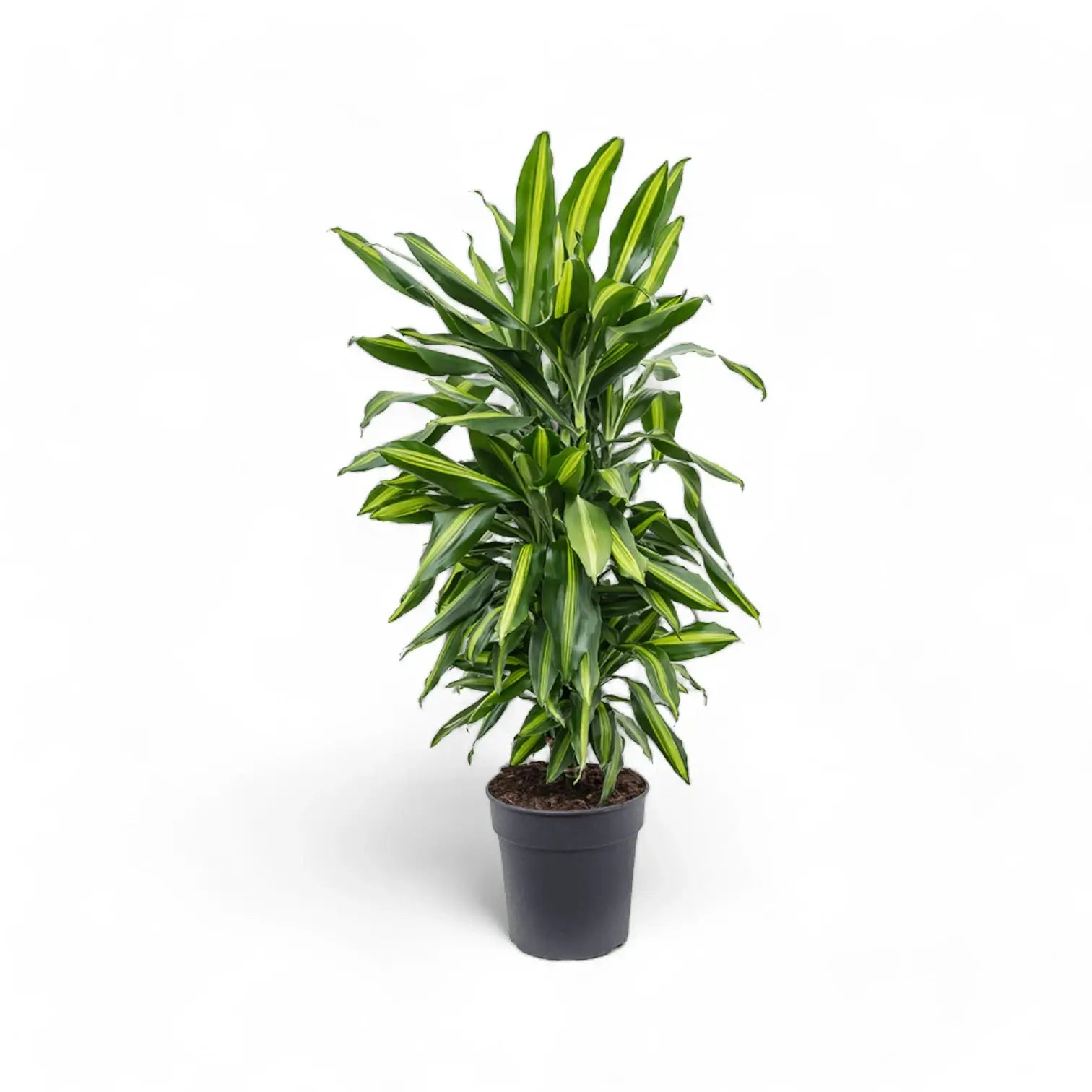 Dracaena fragrans 'Cintho' potted plant in nursery pot on white background.