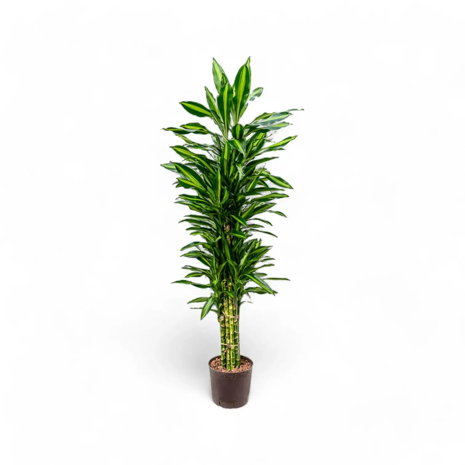 Dracaena fragrans 'Cintho' potted plant in nursery pot on white background.