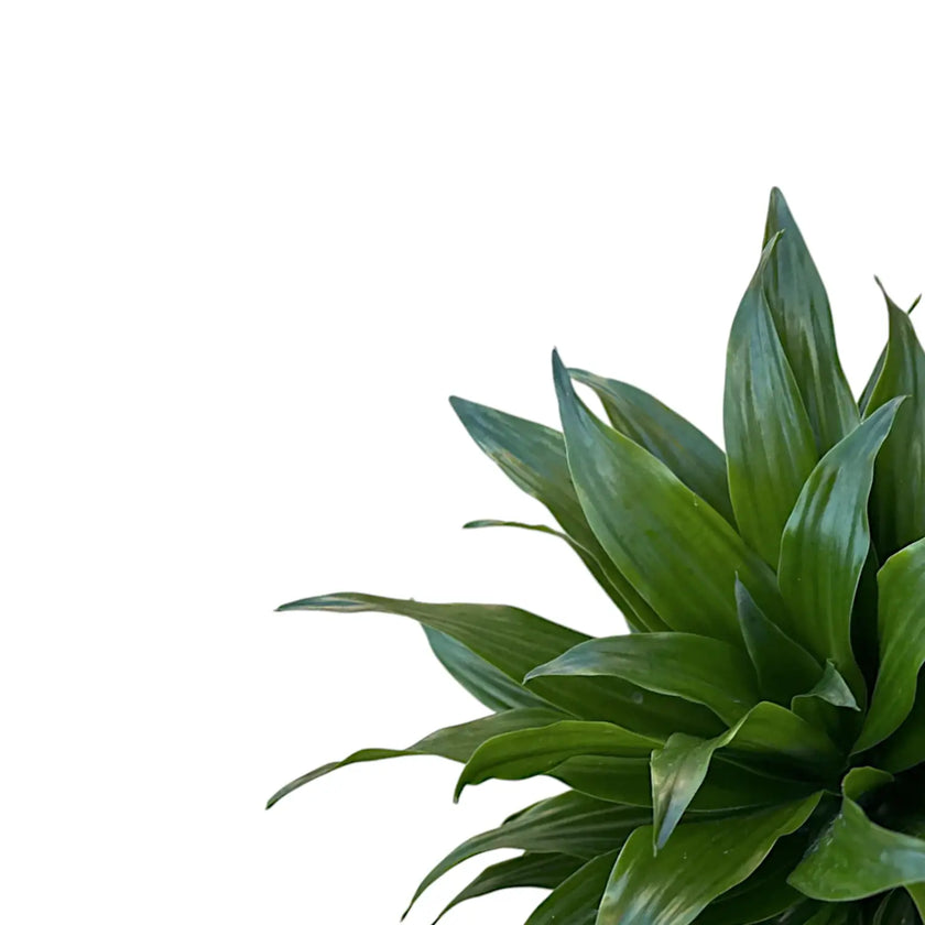 Dracaena fragrans 'Compacta' leaf close-up on white background.