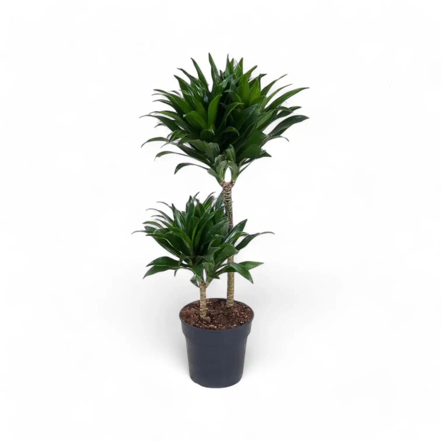 Dracaena fragrans 'Compacta' potted plant in nursery pot on white background.