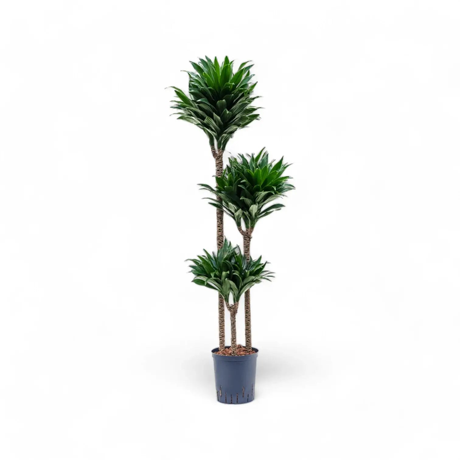 Dracaena fragrans 'Compacta' potted plant in nursery pot on white background.