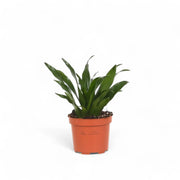 Dracaena fragrans 'Compacta' potted plant in nursery pot on white background.