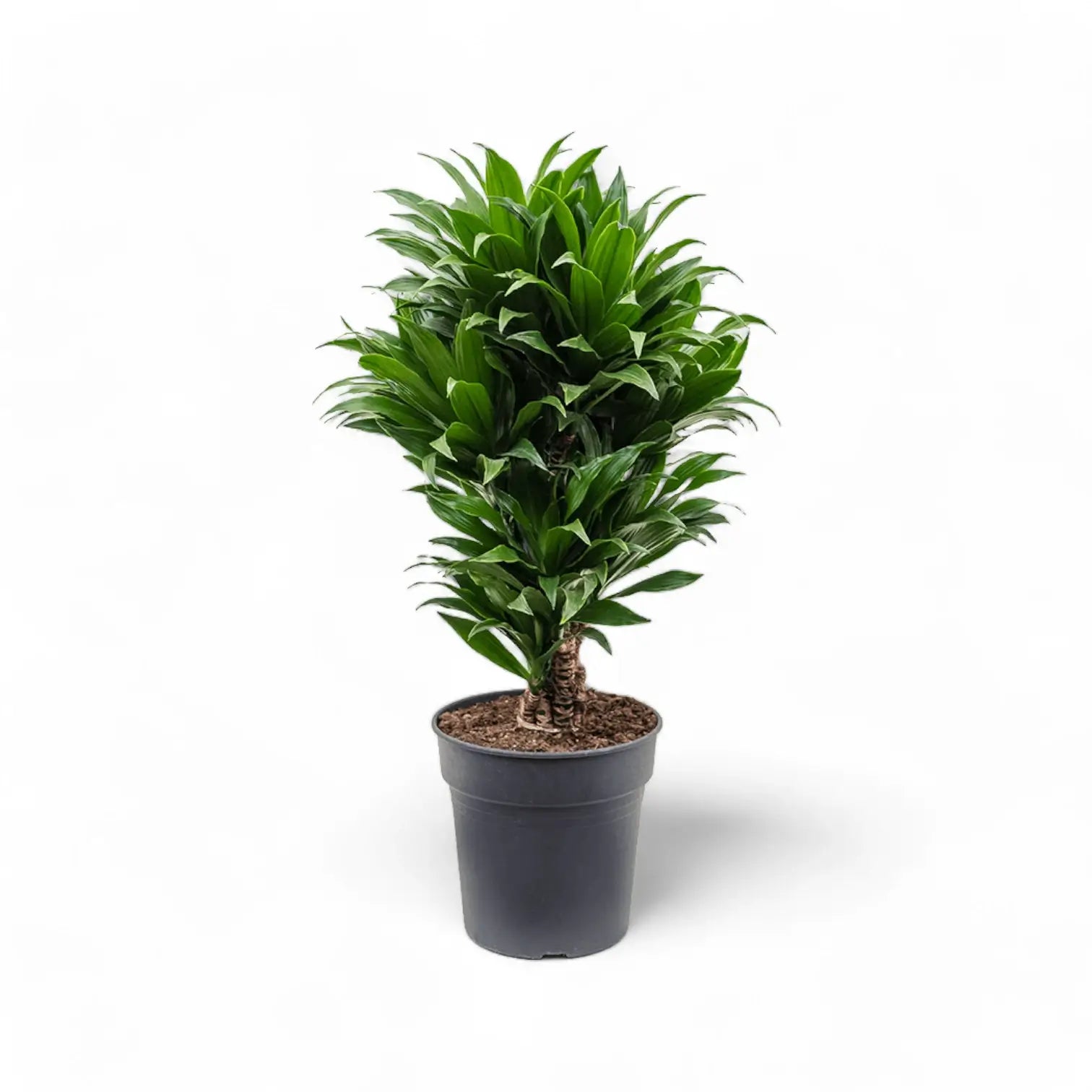Dracaena fragrans 'Compacta' potted plant in nursery pot on white background.