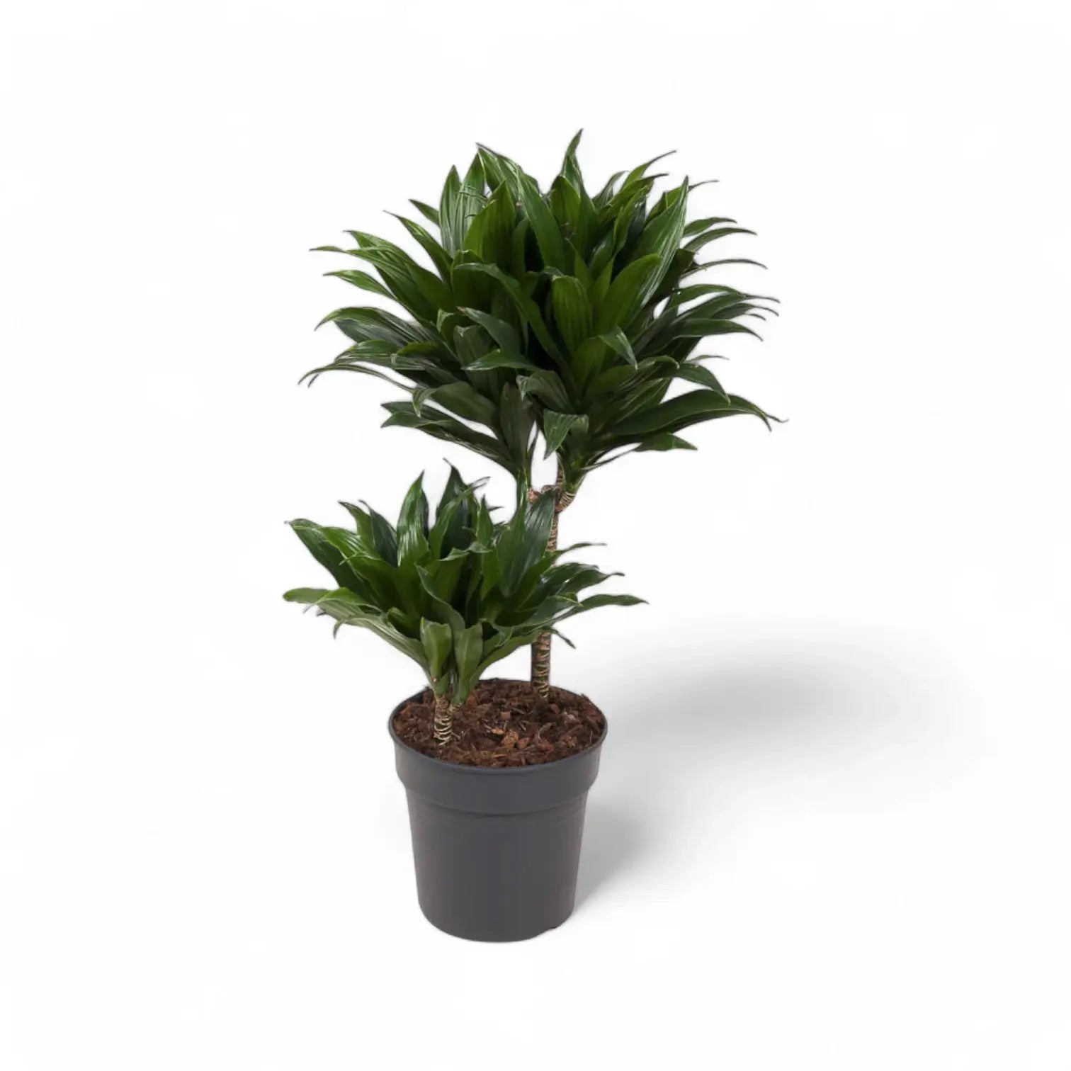 Dracaena fragrans 'Compacta' potted plant in nursery pot on white background.