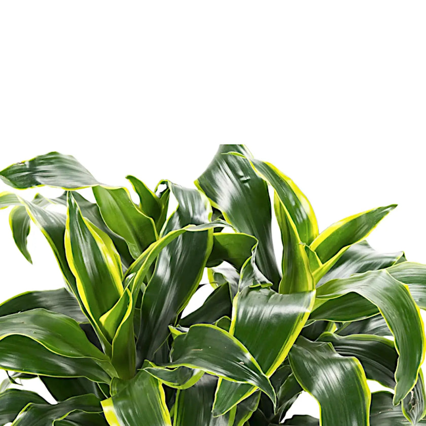 Dracaena fragrans 'Dorado' leaf close-up on white background.