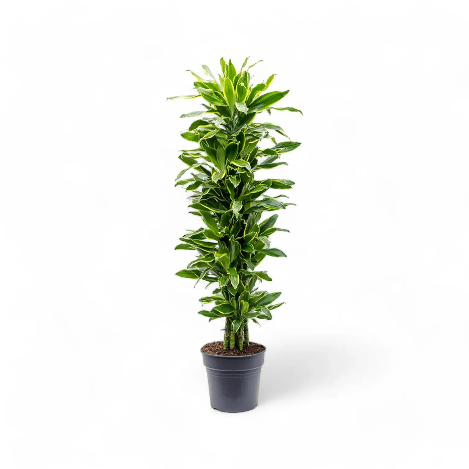 Dracaena fragrans 'Golden Coast' – Topfpflanze im Kulturtopf vor weißem Hintergrund, Produktfoto 11.