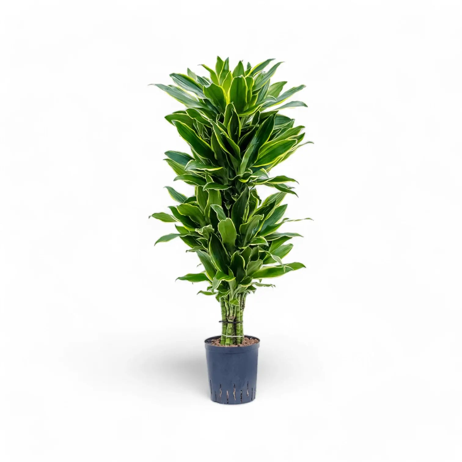 Dracaena fragrans 'Golden Coast' – Topfpflanze im Kulturtopf vor weißem Hintergrund, Produktfoto 5.