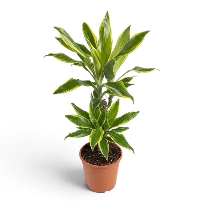 Dracaena fragrans ‘Golden Coast’ with compact leaf clusters and bright yellow-green edging