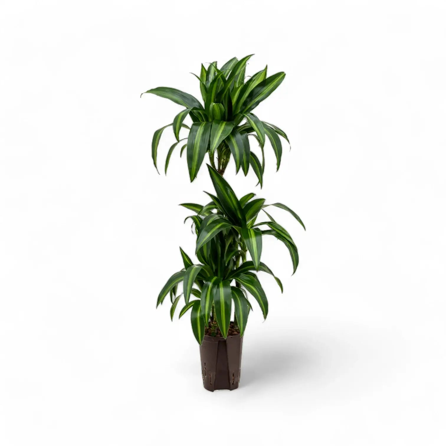 Dracaena fragrans ‘Hawaiian Sunshine’ potted plant in nursery pot on white background.