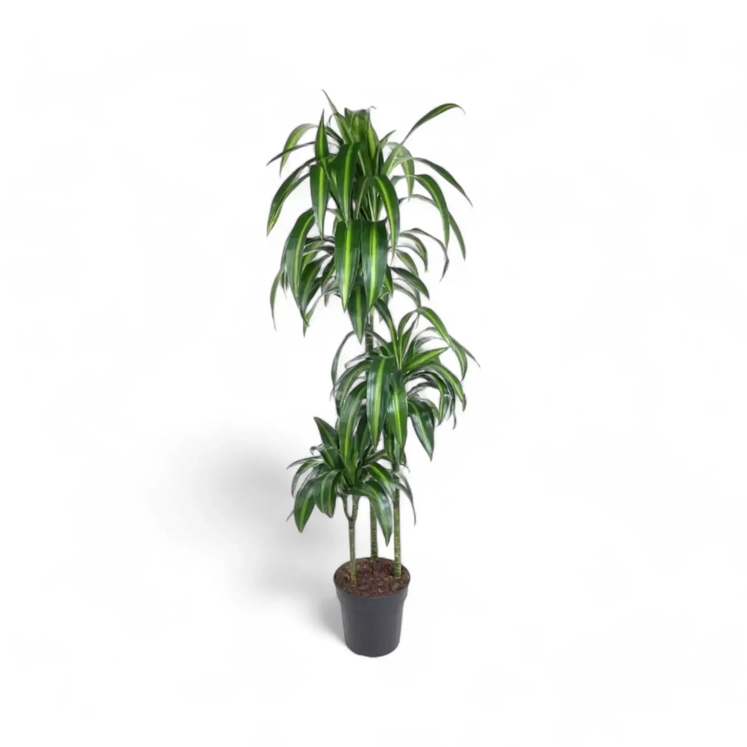 Dracaena fragrans ‘Hawaiian Sunshine’ potted plant in nursery pot on white background.