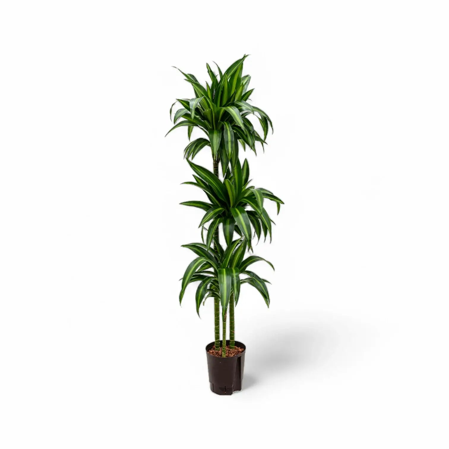 Dracaena fragrans ‘Hawaiian Sunshine’ potted plant in nursery pot on white background.