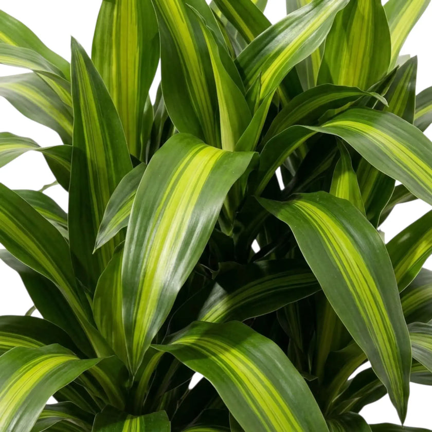 Dracaena fragrans ‘Hawaiian Sunshine’ close foliage view with long leaves and light-green central stripes