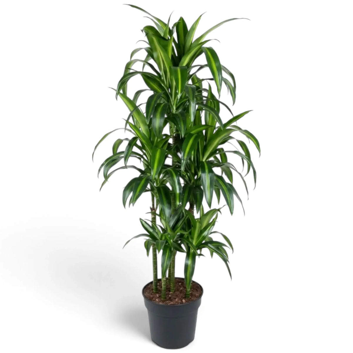 Dracaena fragrans ‘Hawaiian Sunshine’ mit bogig überhängenden dunkelgrünen Blättern und limettengrünen Mittelstreifen