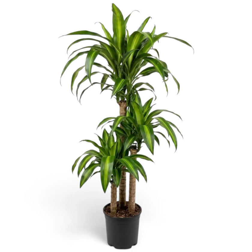 Dracaena fragrans ‘Hawaiian Sunshine’ upright plant with layered leaves marked by bright green centre bands