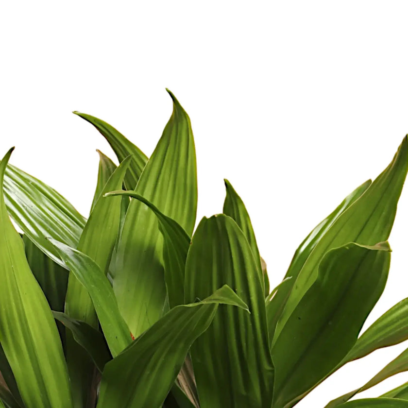 Dracaena fragrans 'Janet Craig' close-up of leaf on white background.