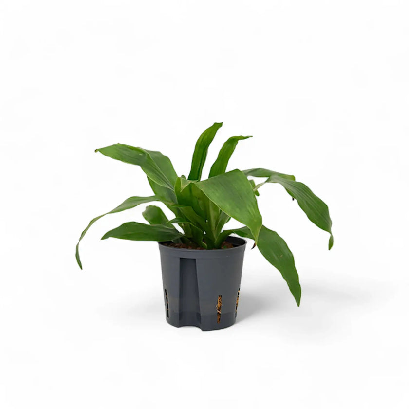 Dracaena fragrans 'Janet Craig' potted plant in nursery pot on white background.