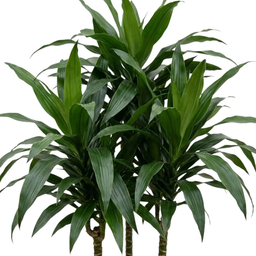 Nahaufnahme der breiten, glänzenden, dunkelgrünen Blätter von Dracaena fragrans ‘Janet Craig’
