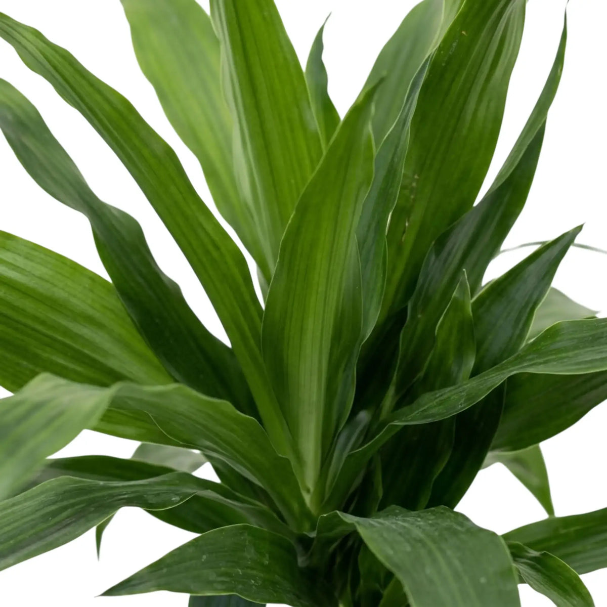 Nahaufnahme der breiten, glänzenden, dunkelgrünen Blätter von Dracaena fragrans ‘Janet Craig’