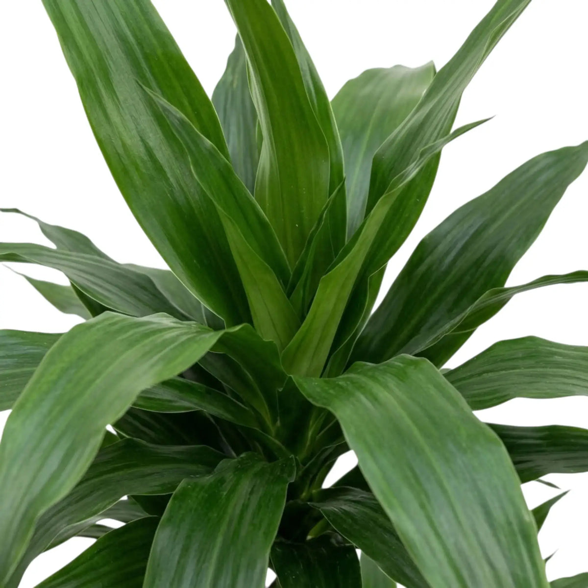 Nahaufnahme der breiten, glänzenden, dunkelgrünen Blätter von Dracaena fragrans ‘Janet Craig’