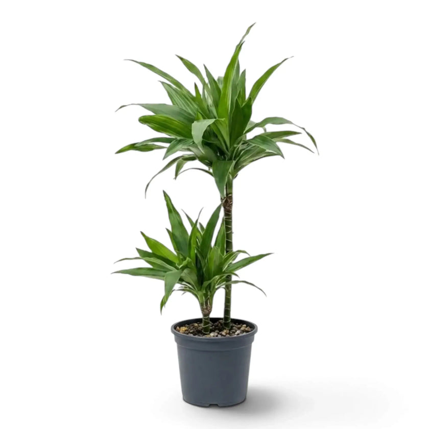 Dracaena fragrans ‘Janet Craig’ mit breiten, glänzenden, dunkelgrünen Blättern