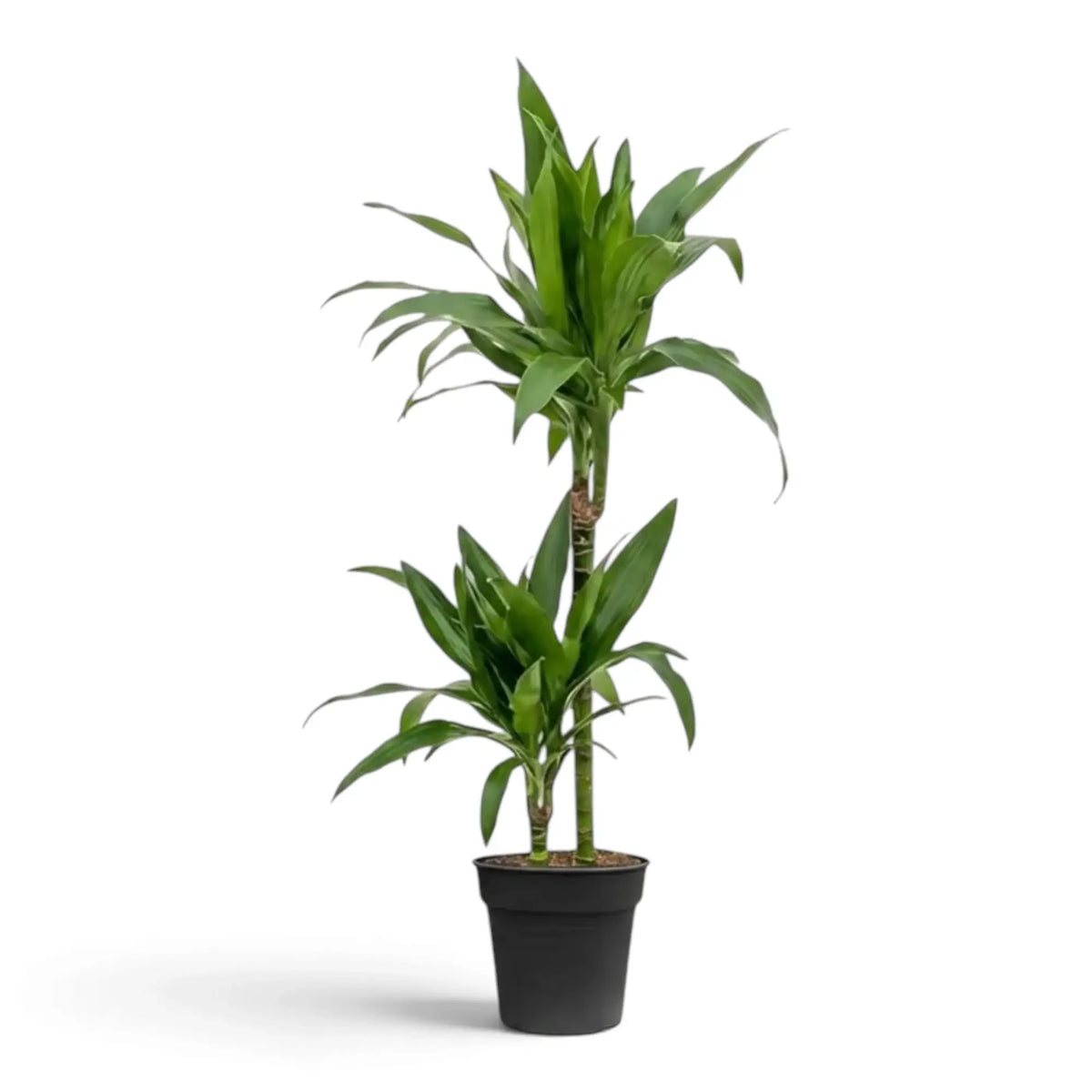 Dracaena fragrans ‘Janet Craig’ mit breiten, glänzenden, dunkelgrünen Blättern