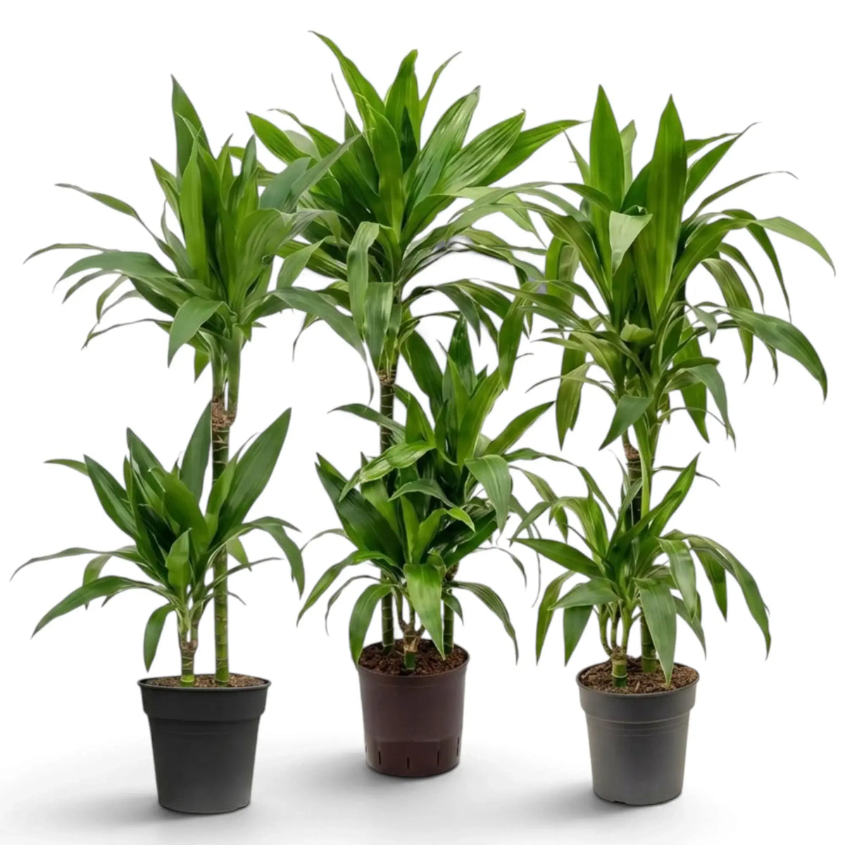 Dracaena fragrans ‘Janet Craig’ mit breiten, glänzenden, dunkelgrünen Blättern