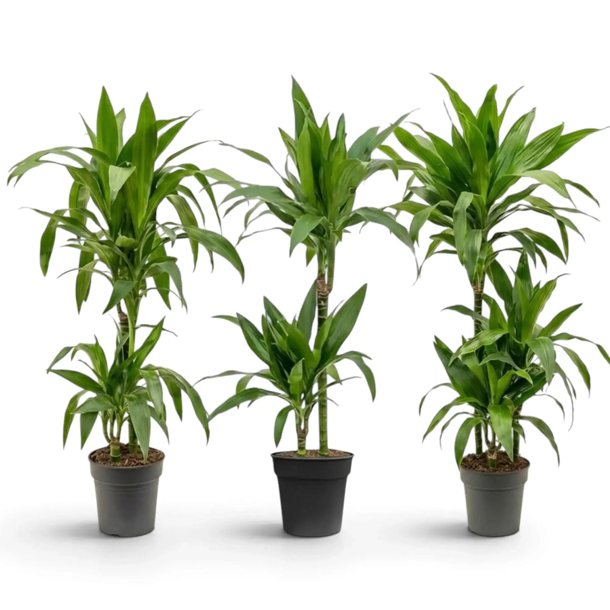 Dracaena fragrans ‘Janet Craig’ mit breiten, glänzenden, dunkelgrünen Blättern