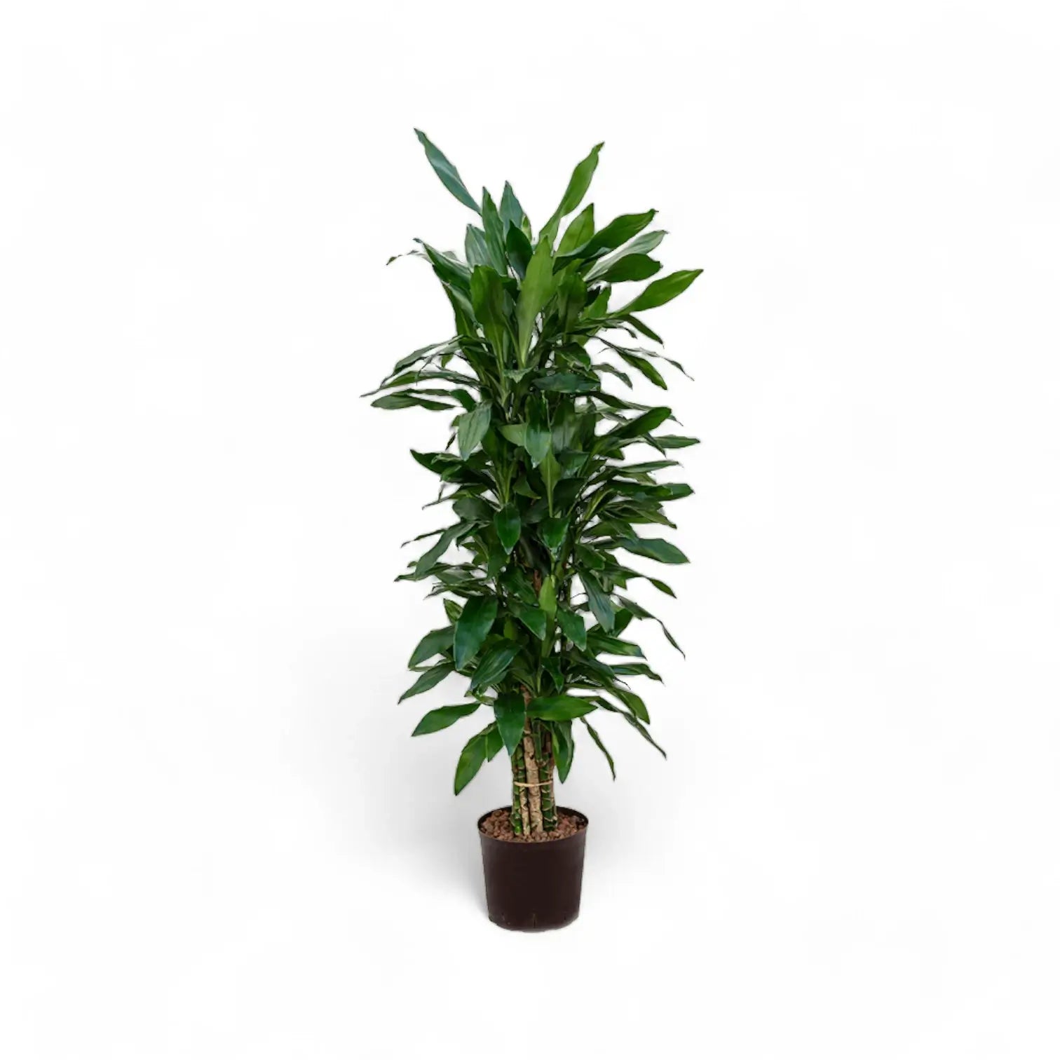 Dracaena fragrans 'Janet Lind' potted plant in nursery pot on white background.