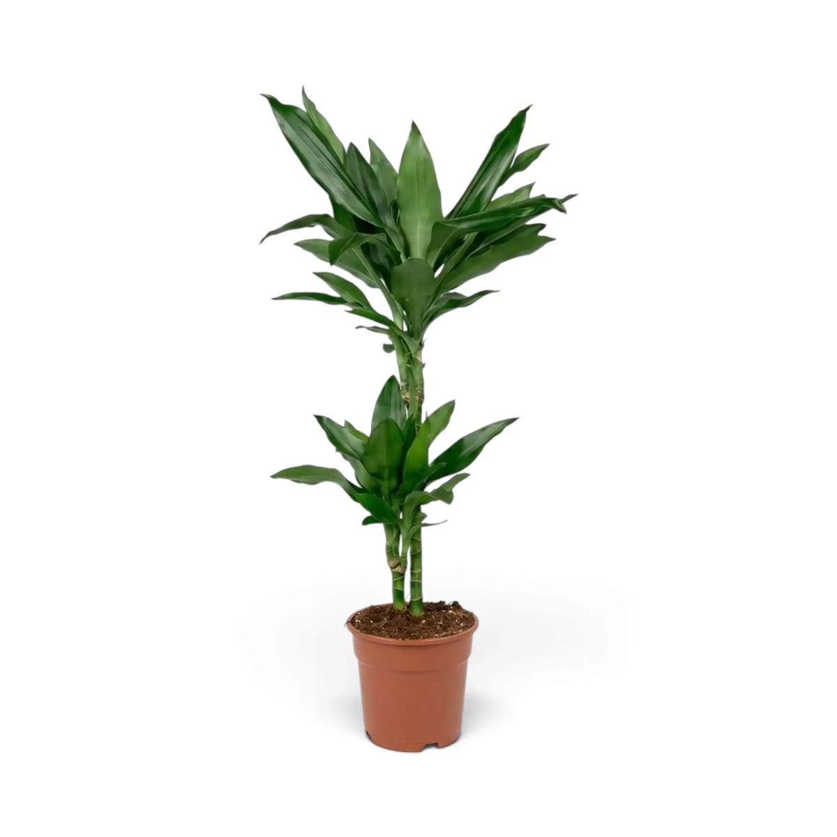 Mittelgroße Dracaena fragrans ‘Janet Lind’ mit glänzenden, dunkelgrünen Blättern mit hellgrünen Streifen