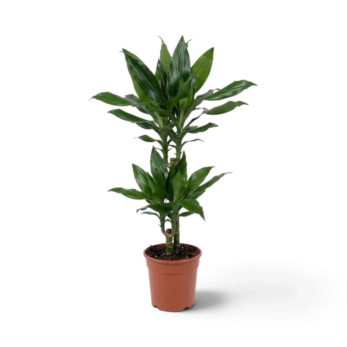 Mittelgroße Dracaena fragrans ‘Janet Lind’ mit glänzenden, dunkelgrünen Blättern mit hellgrünen Streifen