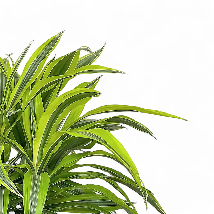 Nahaufnahme eines Blatts von Dracaena fragrans 'Lemon Lime' vor weißem Hintergrund.