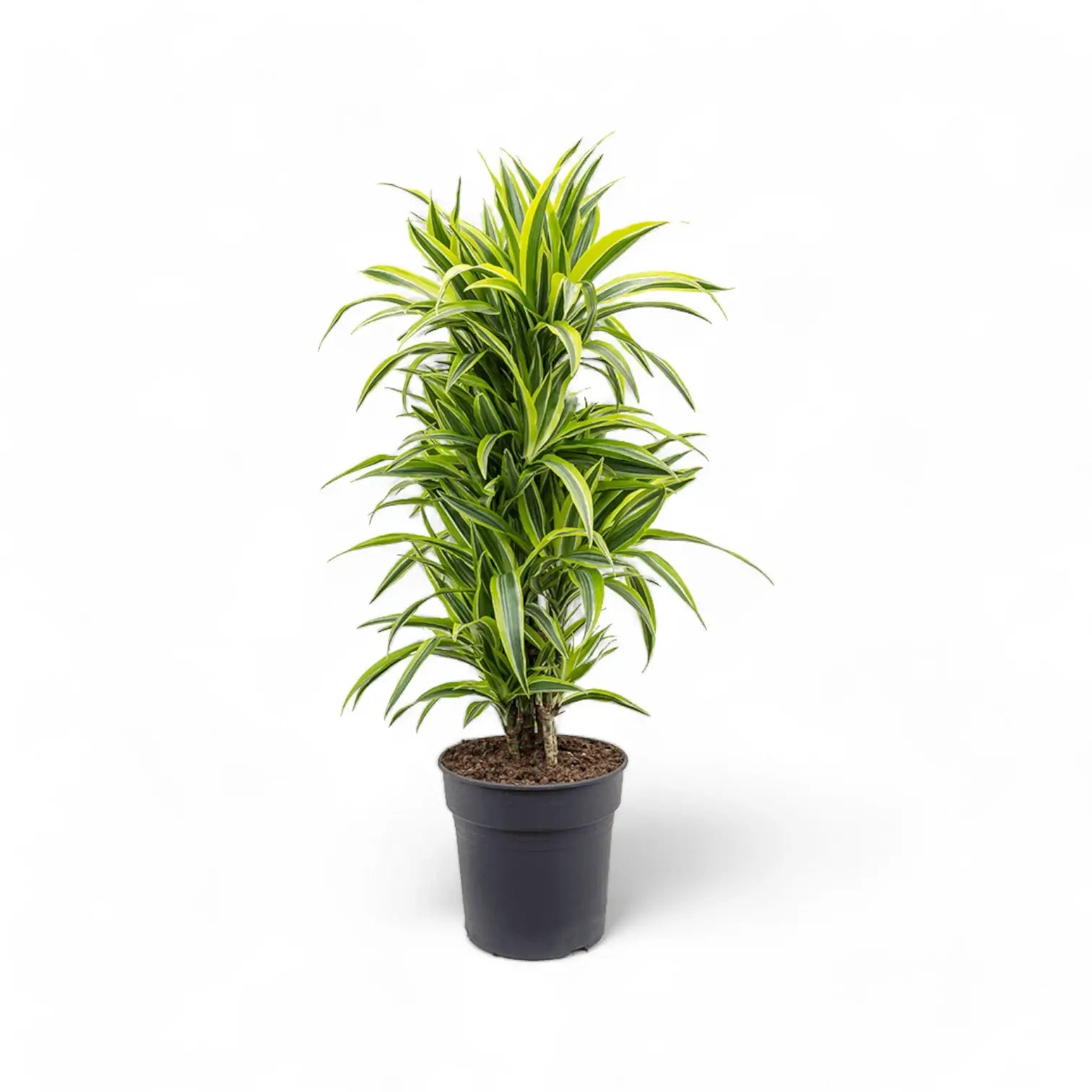 Dracaena fragrans 'Lemon Lime' potted plant in nursery pot on white background.