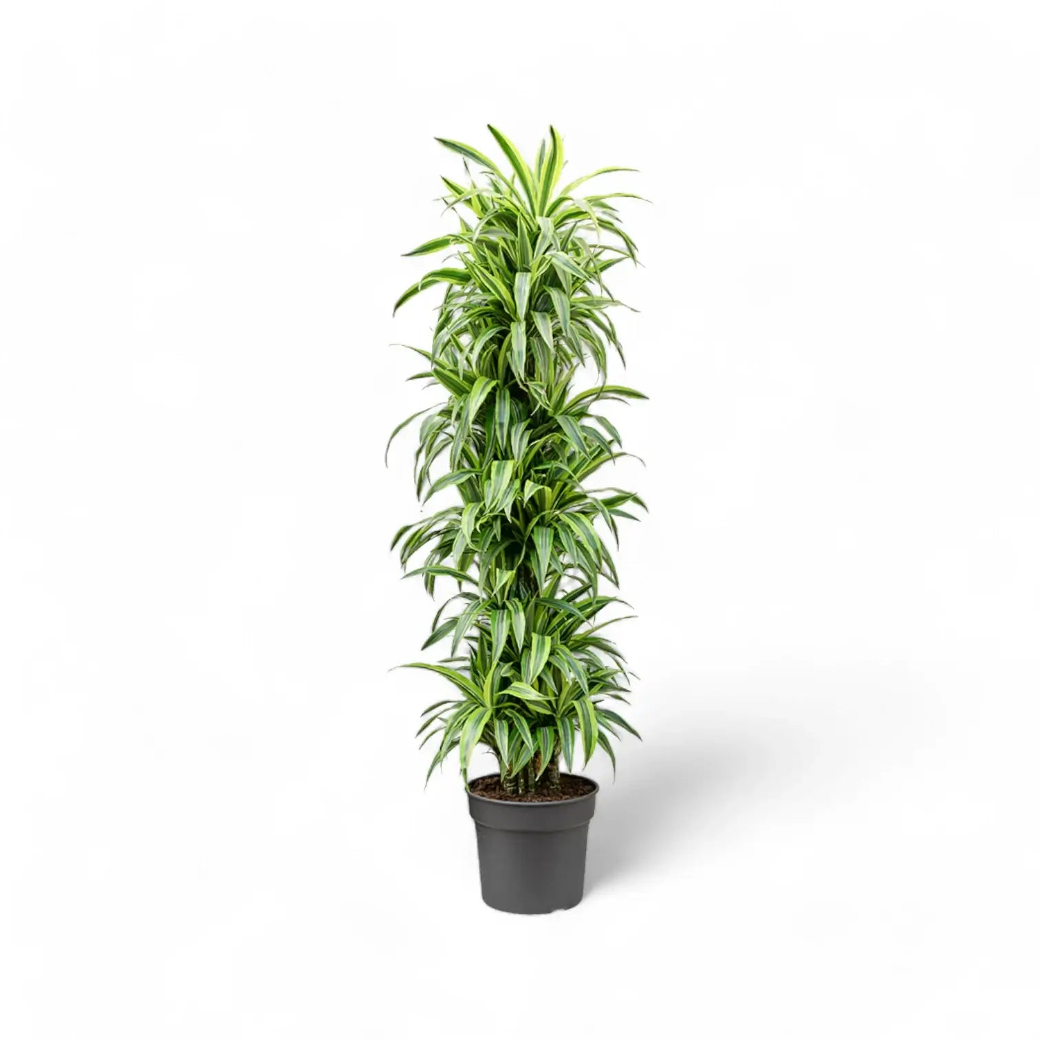 Dracaena fragrans 'Lemon Lime' potted plant in nursery pot on white background.