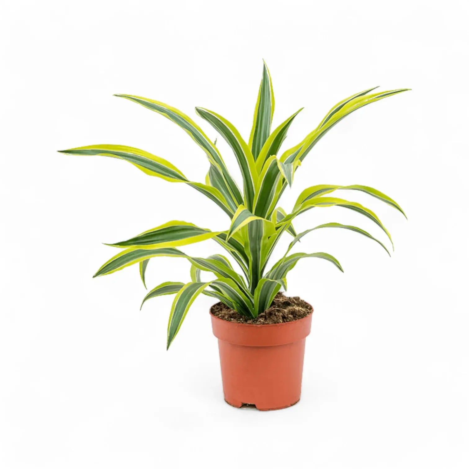 Dracaena fragrans 'Lemon Lime' potted plant in nursery pot on white background.