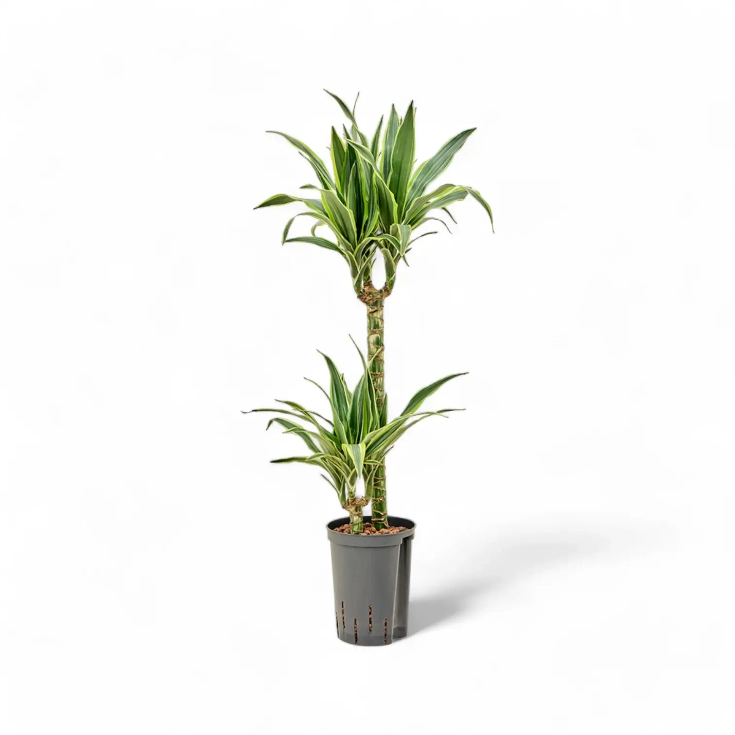 Dracaena fragrans 'Lemon Lime' potted plant in nursery pot on white background.