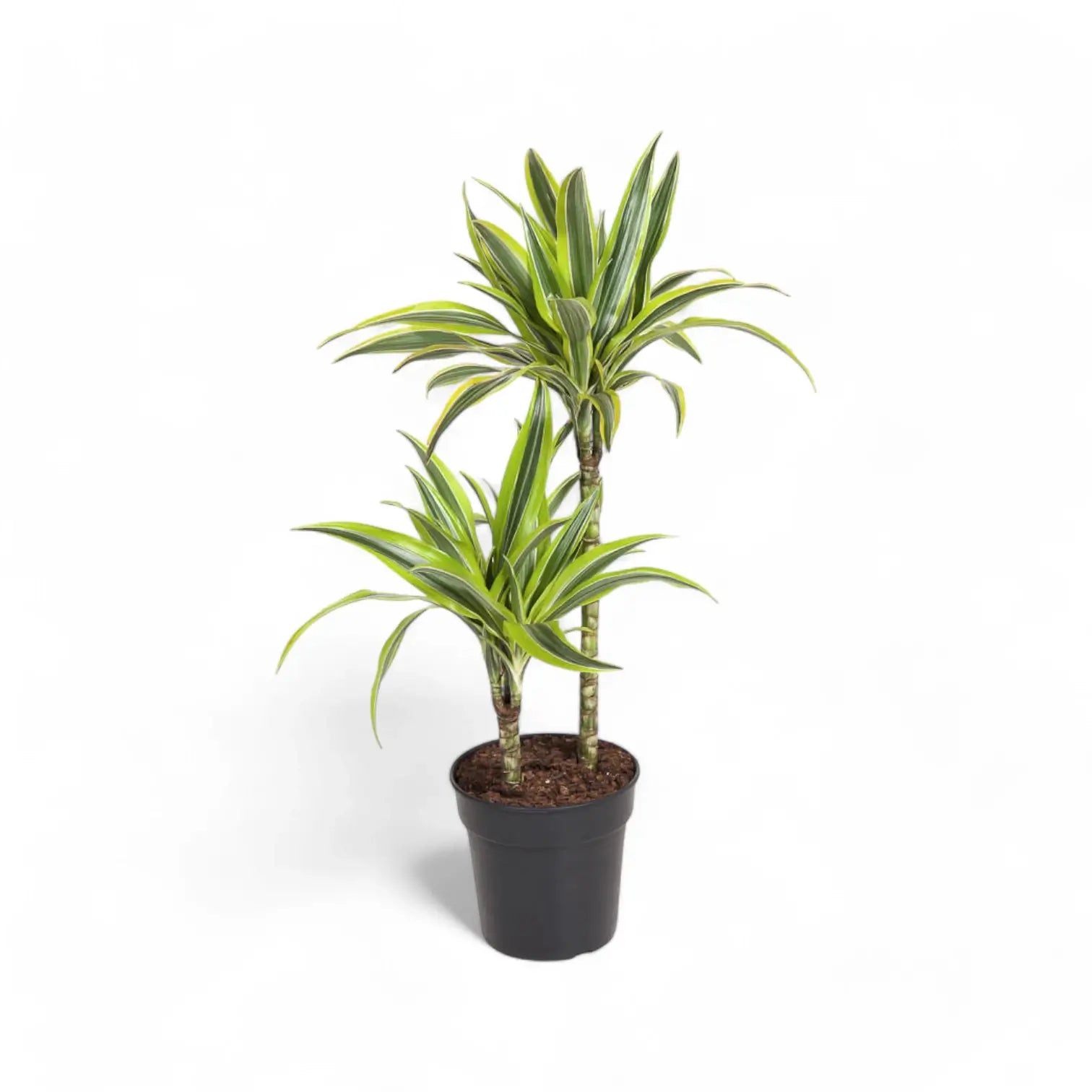 Dracaena fragrans 'Lemon Lime' potted plant in nursery pot on white background.