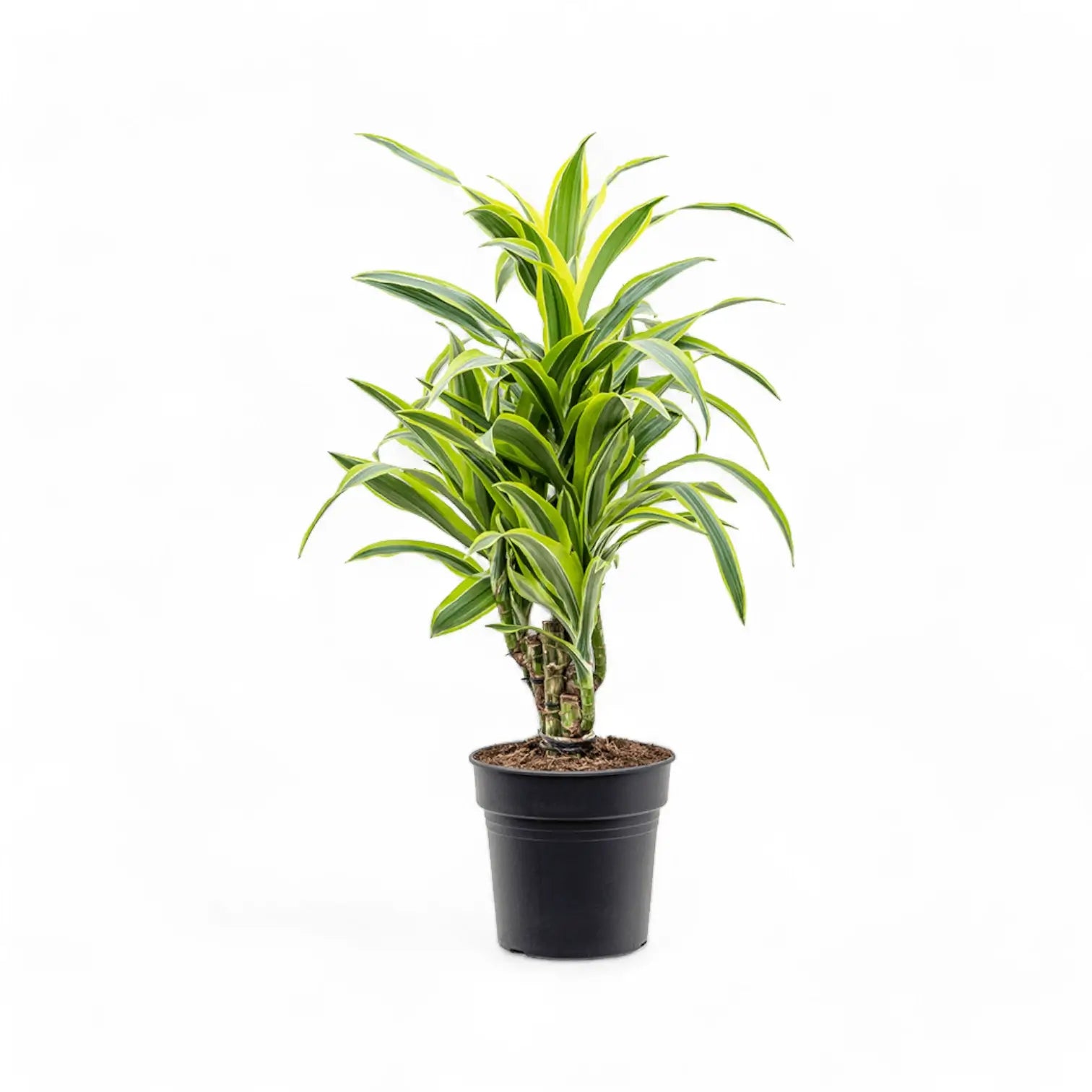 Dracaena fragrans 'Lemon Lime' potted plant in nursery pot on white background.