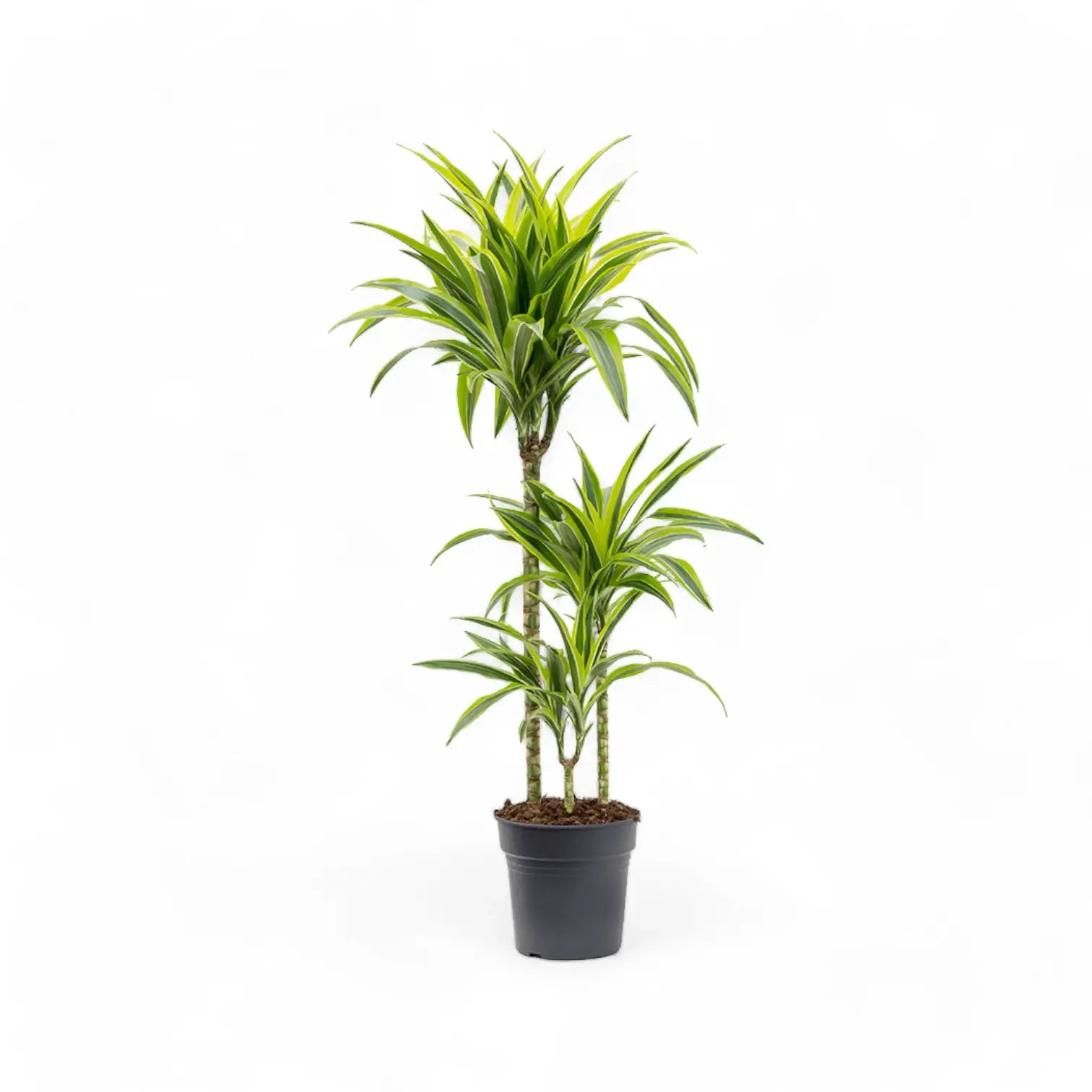 Dracaena fragrans 'Lemon Lime' potted plant in nursery pot on white background.