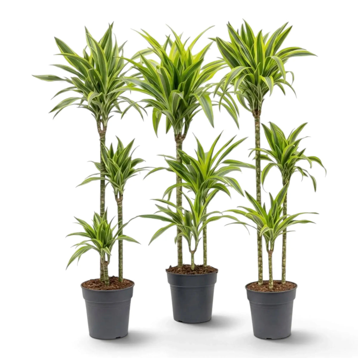 Dracaena fragrans ‘Lemon Lime’ in Größe XL mit grün, weiß und gelbgrün gestreiften Blättern
