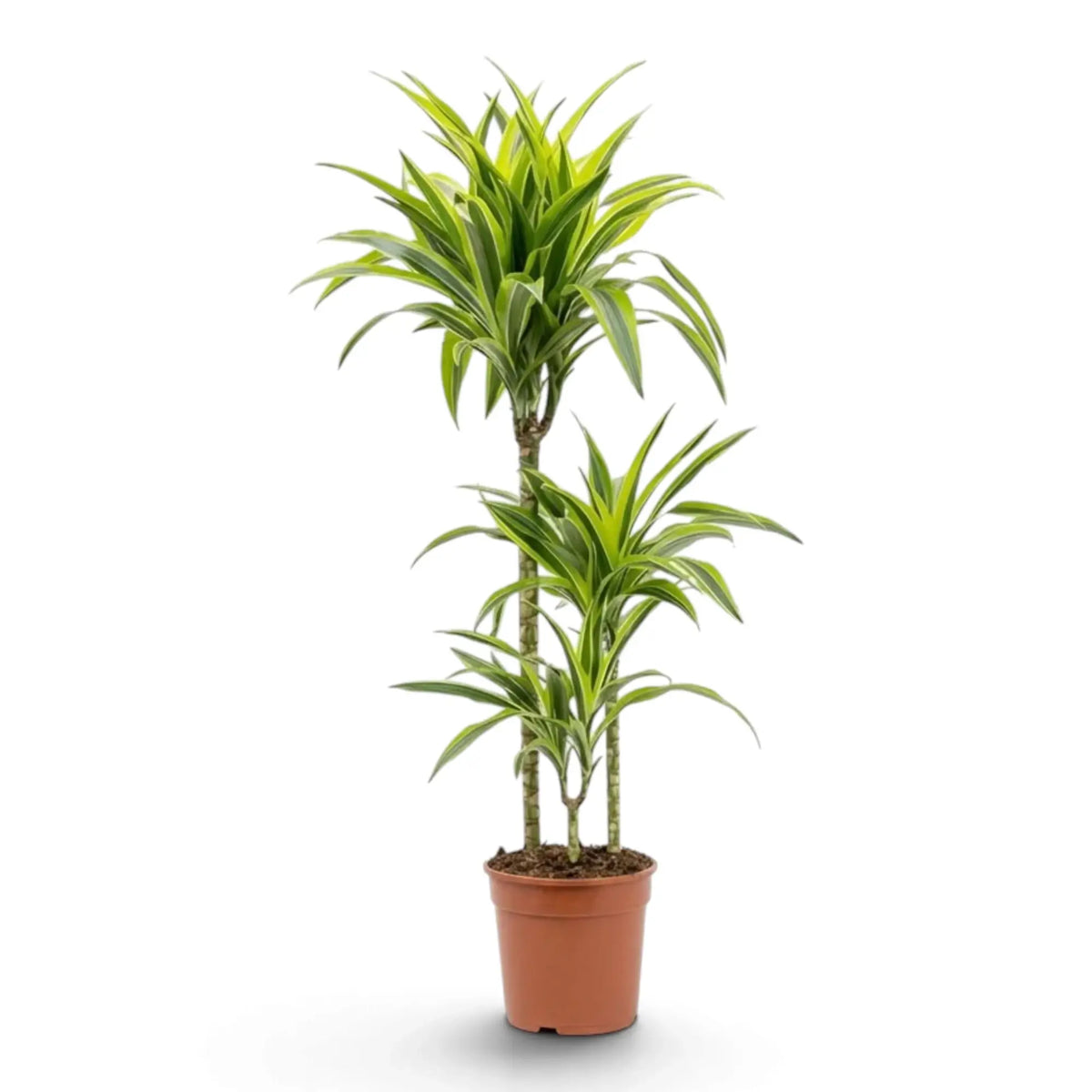 Dracaena fragrans ‘Lemon Lime’ in Größe XL mit grün, weiß und gelbgrün gestreiften Blättern