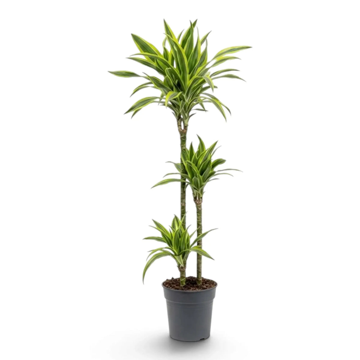 Dracaena fragrans ‘Lemon Lime’ in Größe XL mit grün, weiß und gelbgrün gestreiften Blättern