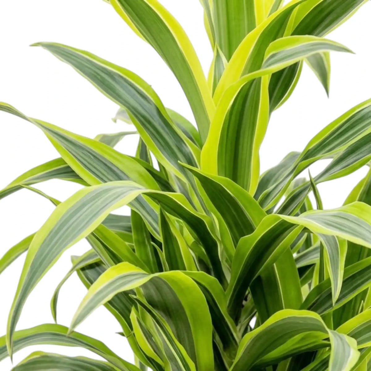 Nahaufnahme der grün, weiß und gelbgrün gestreiften Blätter von Dracaena fragrans ‘Lemon Lime’