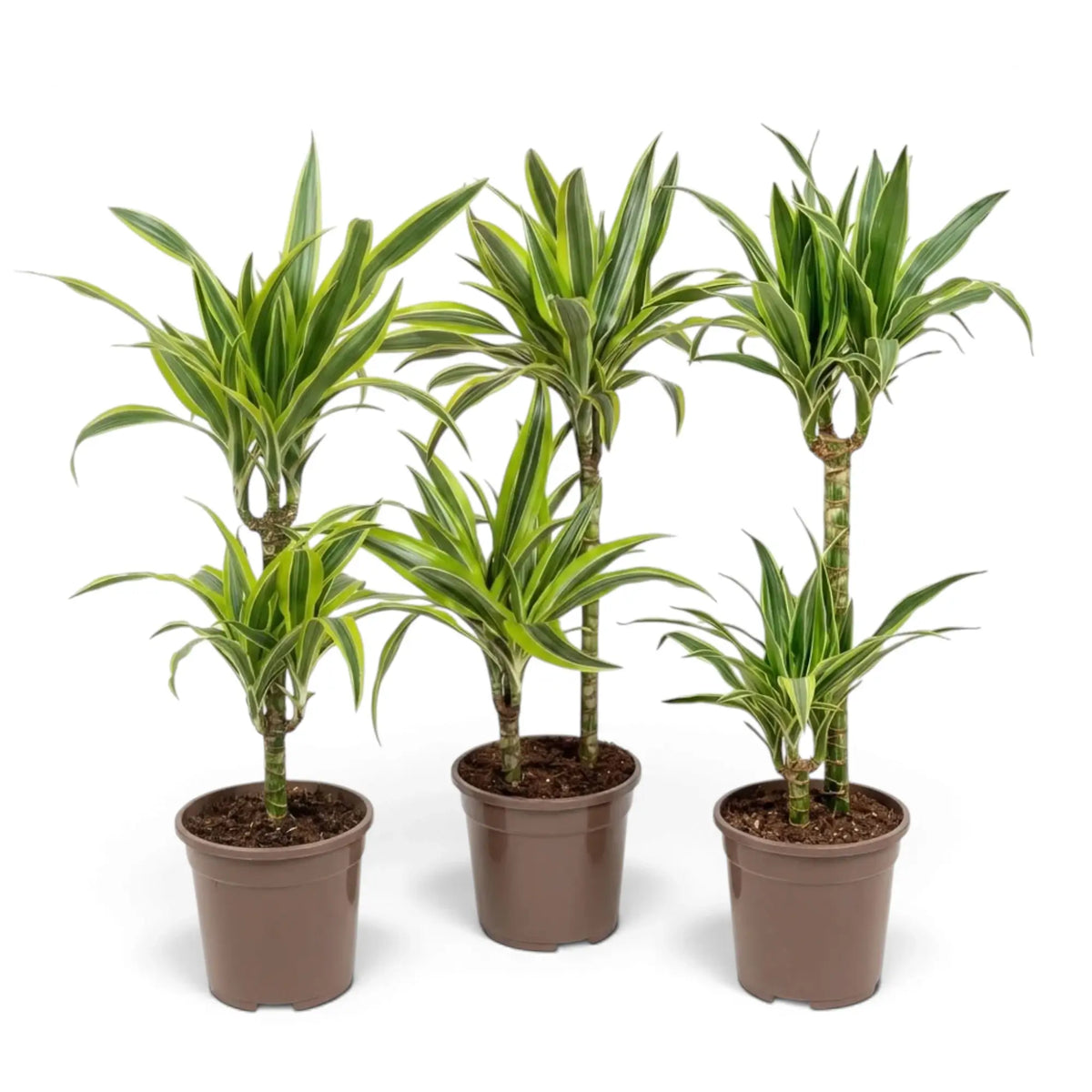 Große Dracaena fragrans ‘Lemon Lime’ mit grün, weiß und gelbgrün gestreiften Blättern