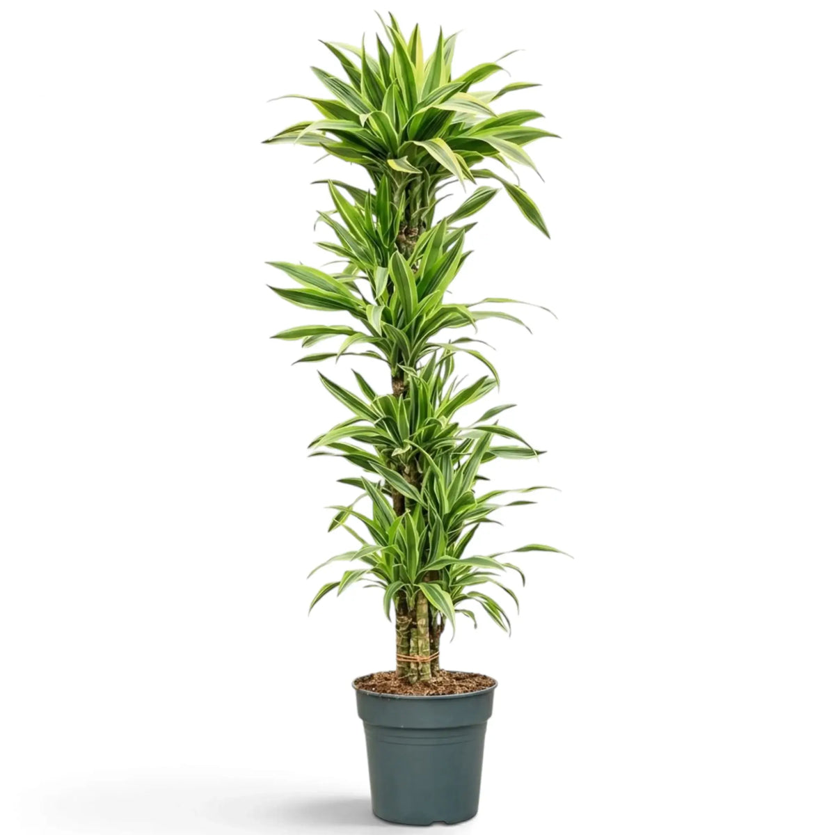 Dracaena fragrans ‘Lemon Lime’ in Größe XXL mit grün, weiß und gelbgrün gestreiften Blättern