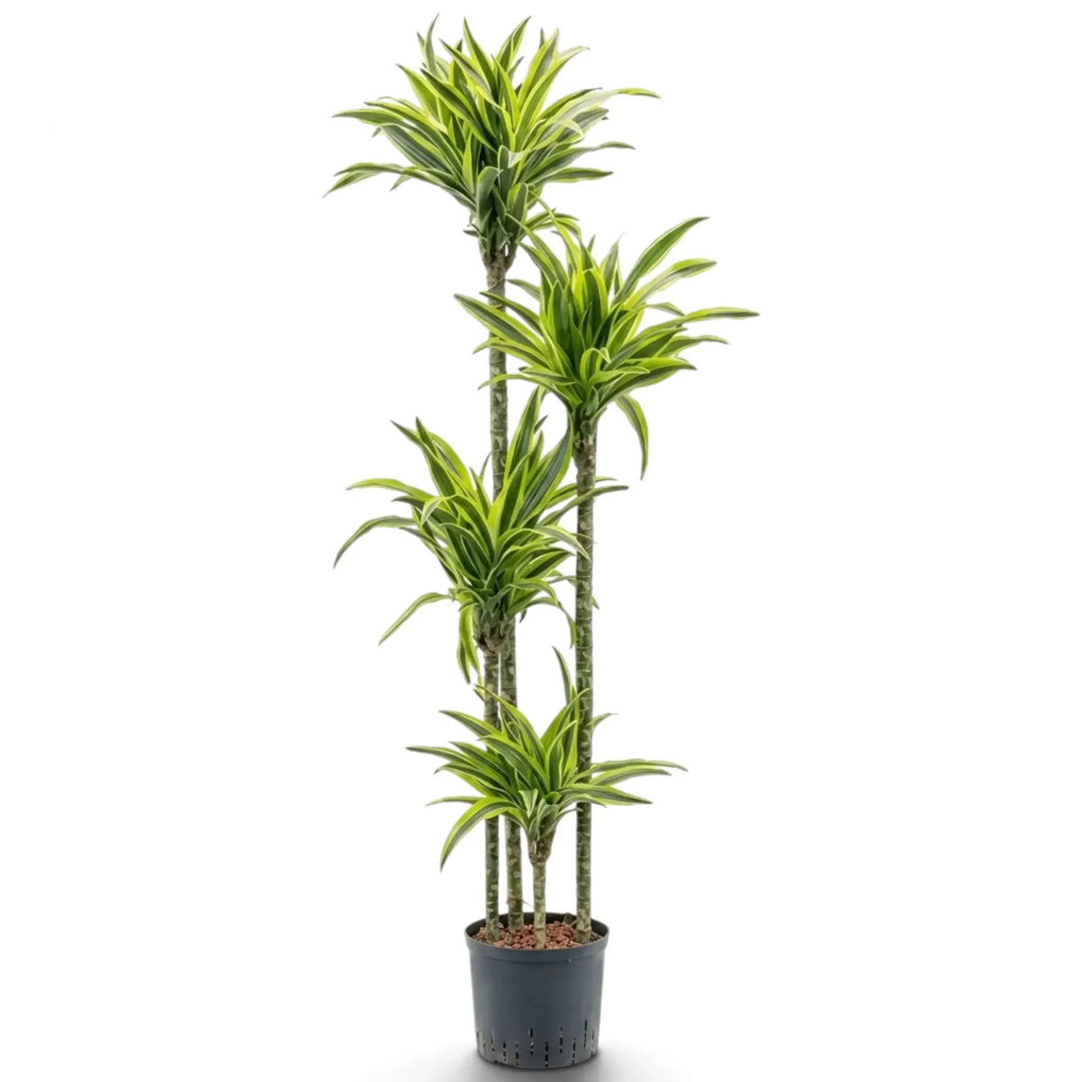 Dracaena fragrans ‘Lemon Lime’ in Größe XXL mit grün, weiß und gelbgrün gestreiften Blättern