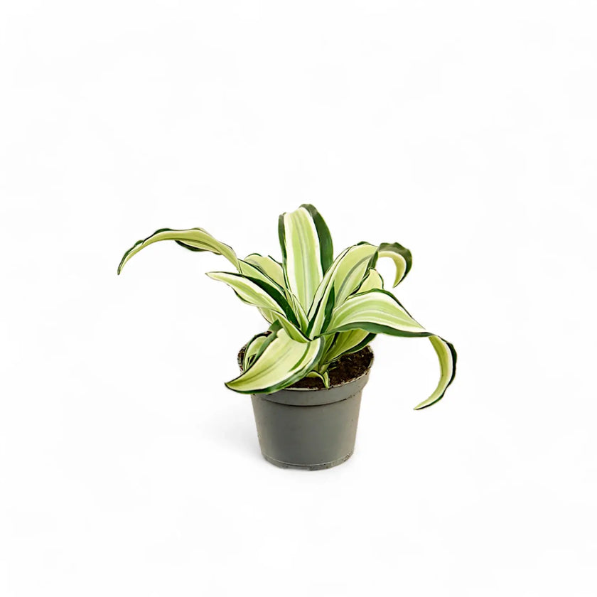 Dracaena fragrans 'Malaika' potted plant in nursery pot on white background.