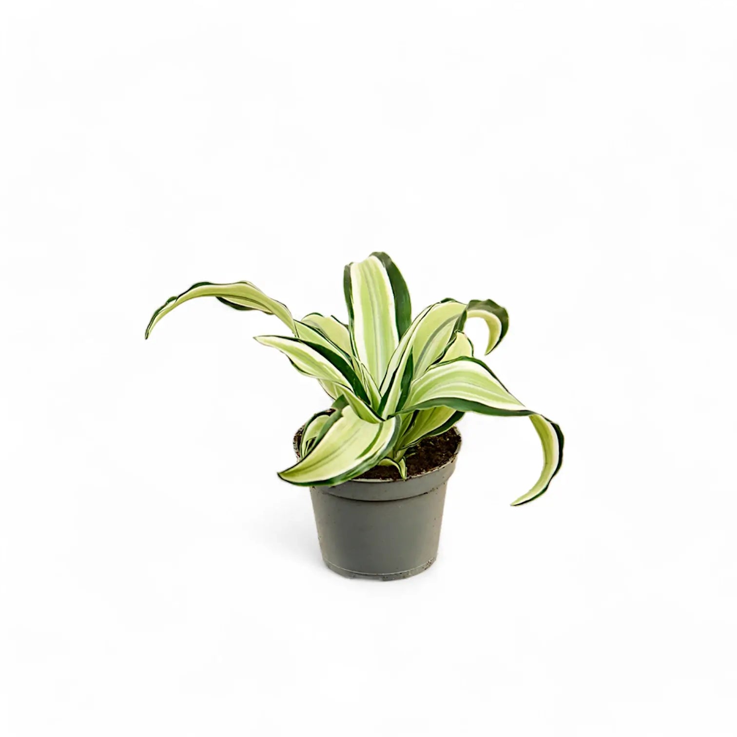 Dracaena fragrans 'Malaika' potted plant in nursery pot on white background.