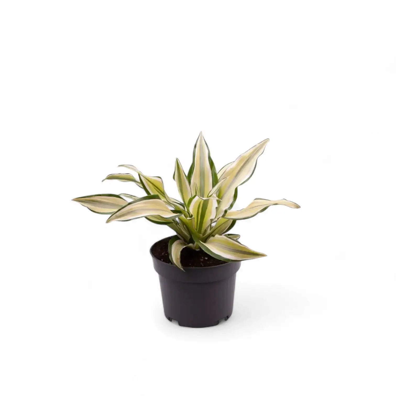 Dracaena fragrans 'Malaika' potted plant in nursery pot on white background.
