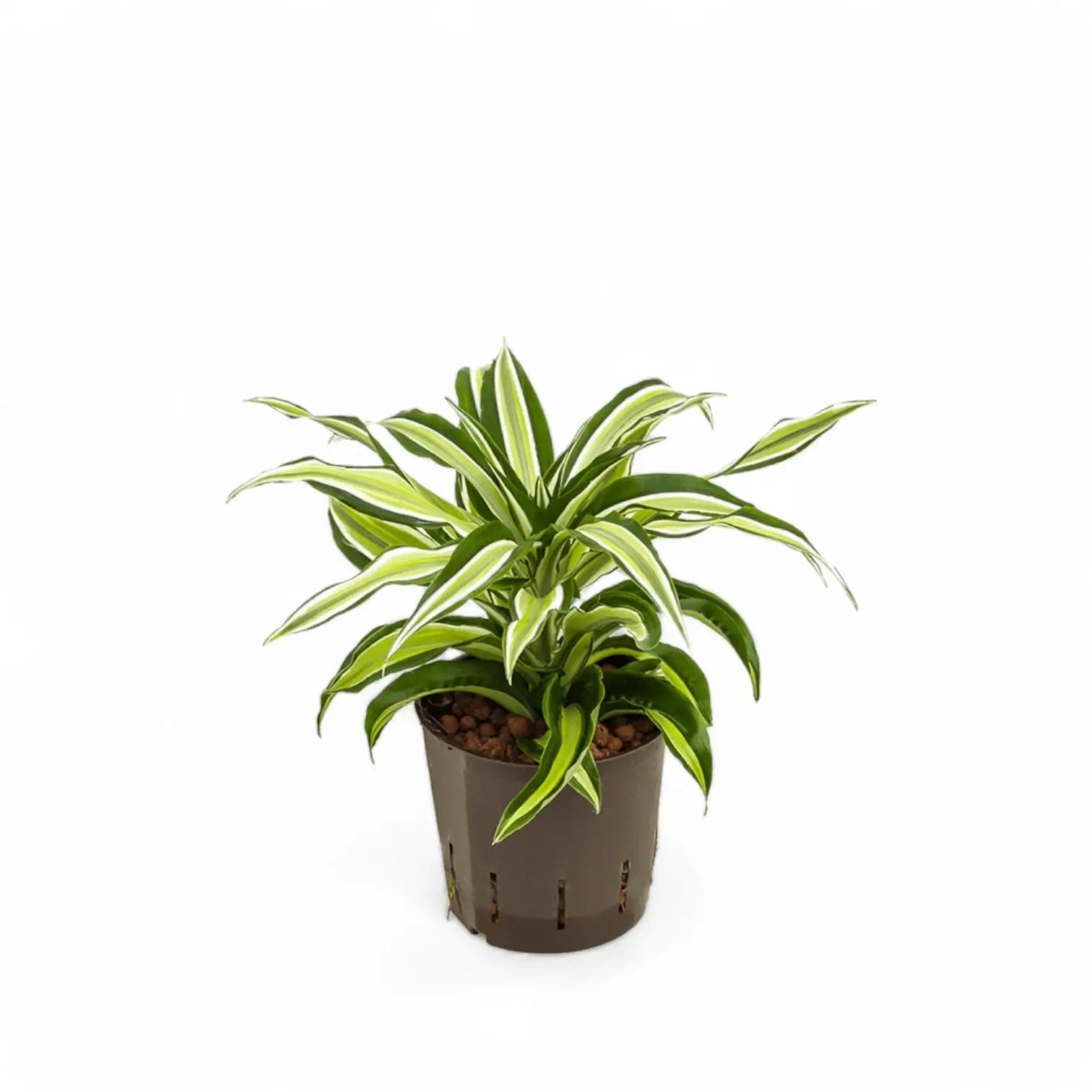 Dracaena fragrans 'Malaika' potted plant in nursery pot on white background.