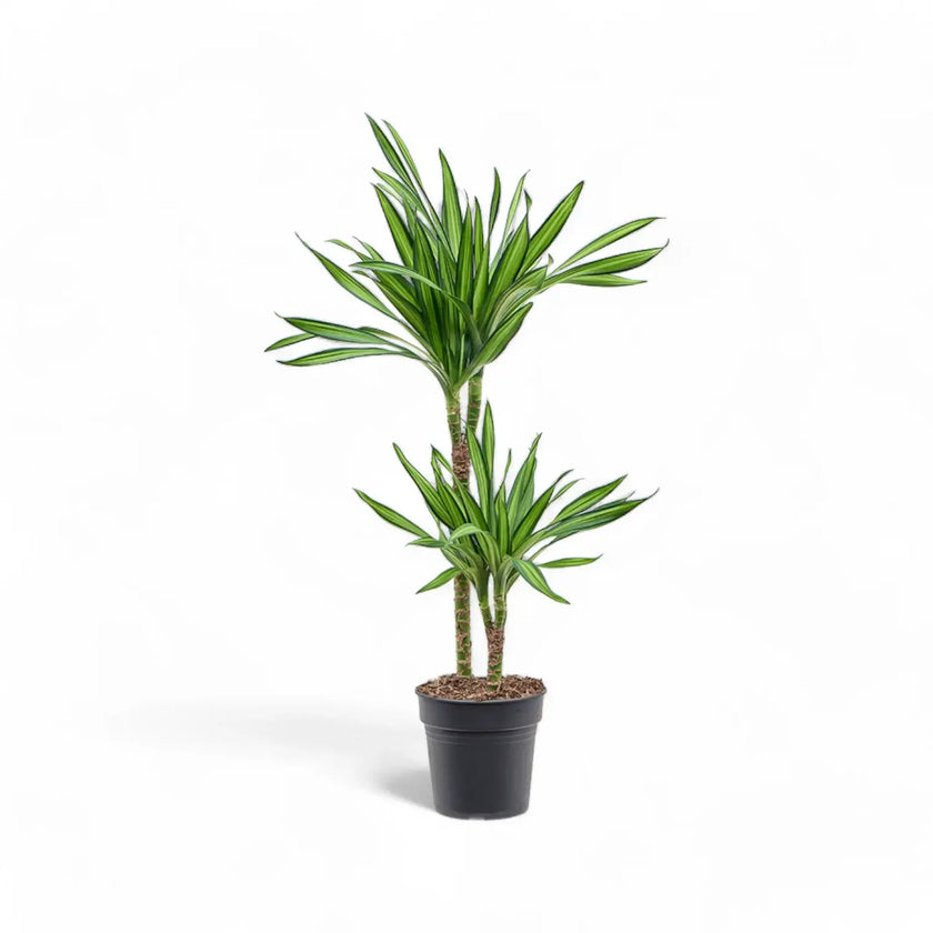 Dracaena fragrans ‘Rikki’ potted plant in nursery pot on white background.